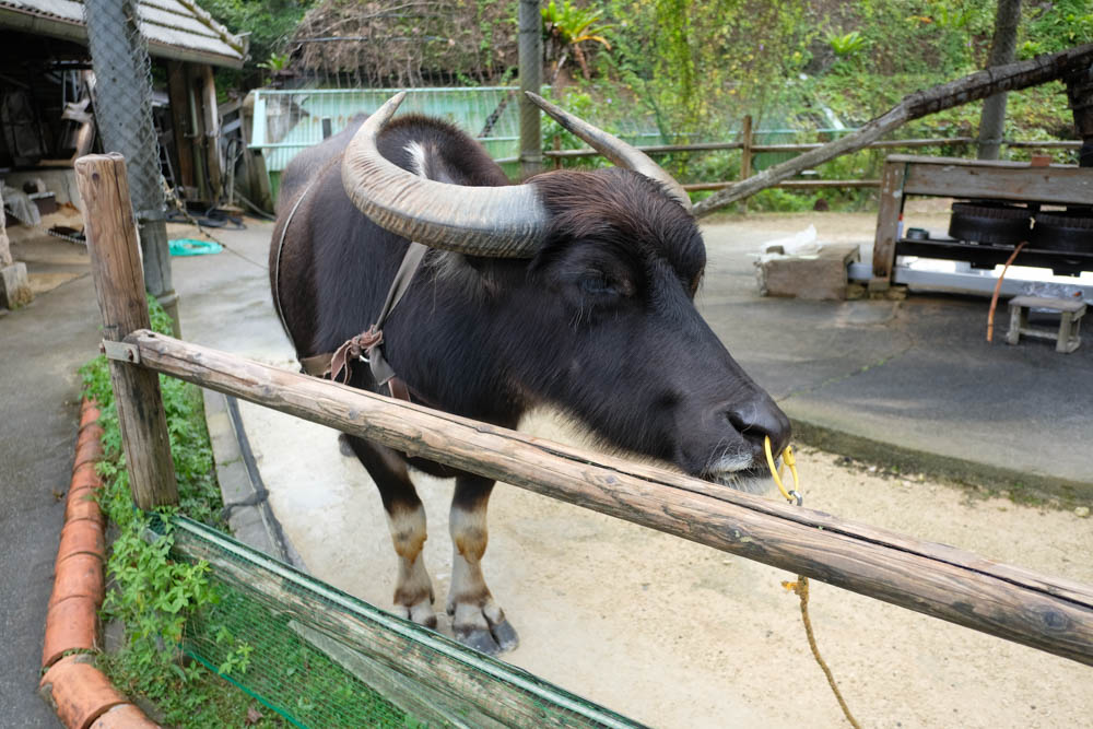 琉球村の水牛