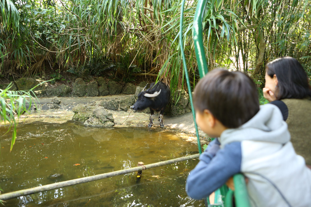 ジャングルクルーズで水牛を見る