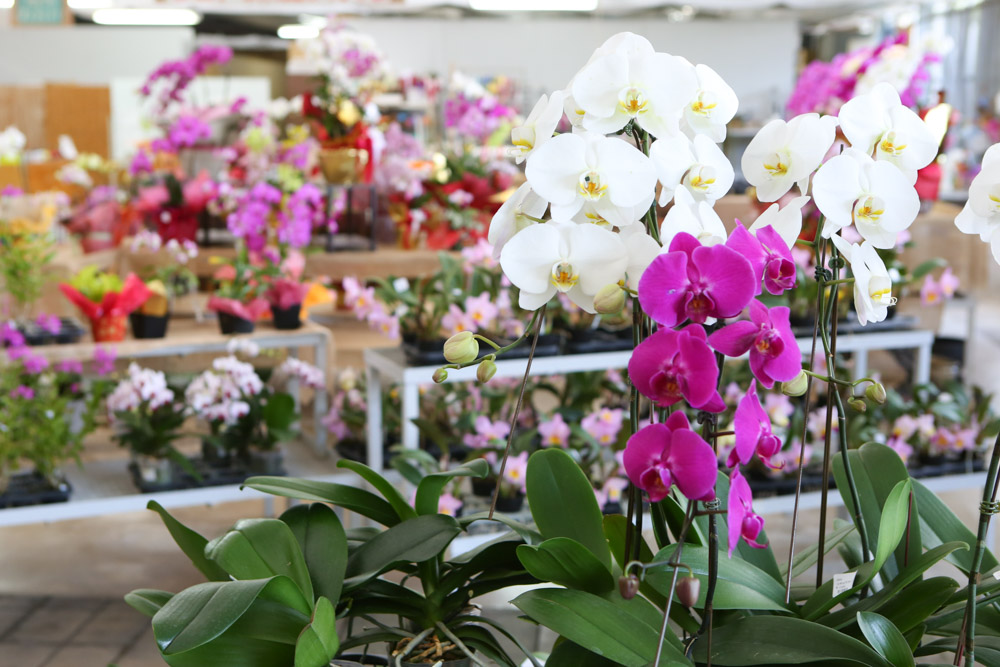 ランの花も買える