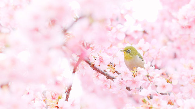 桜を先どり！日本で1番早くお花見ができる本部八重岳桜祭り