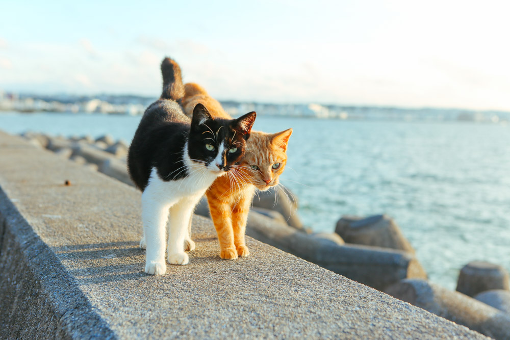 デートする猫