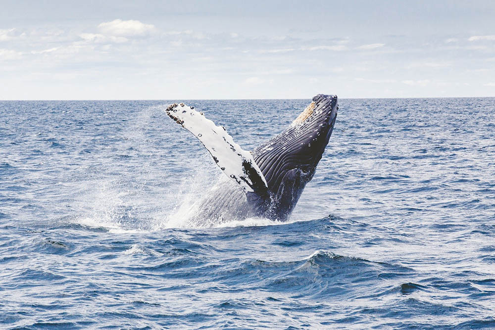 沖縄の北谷で見たクジラ