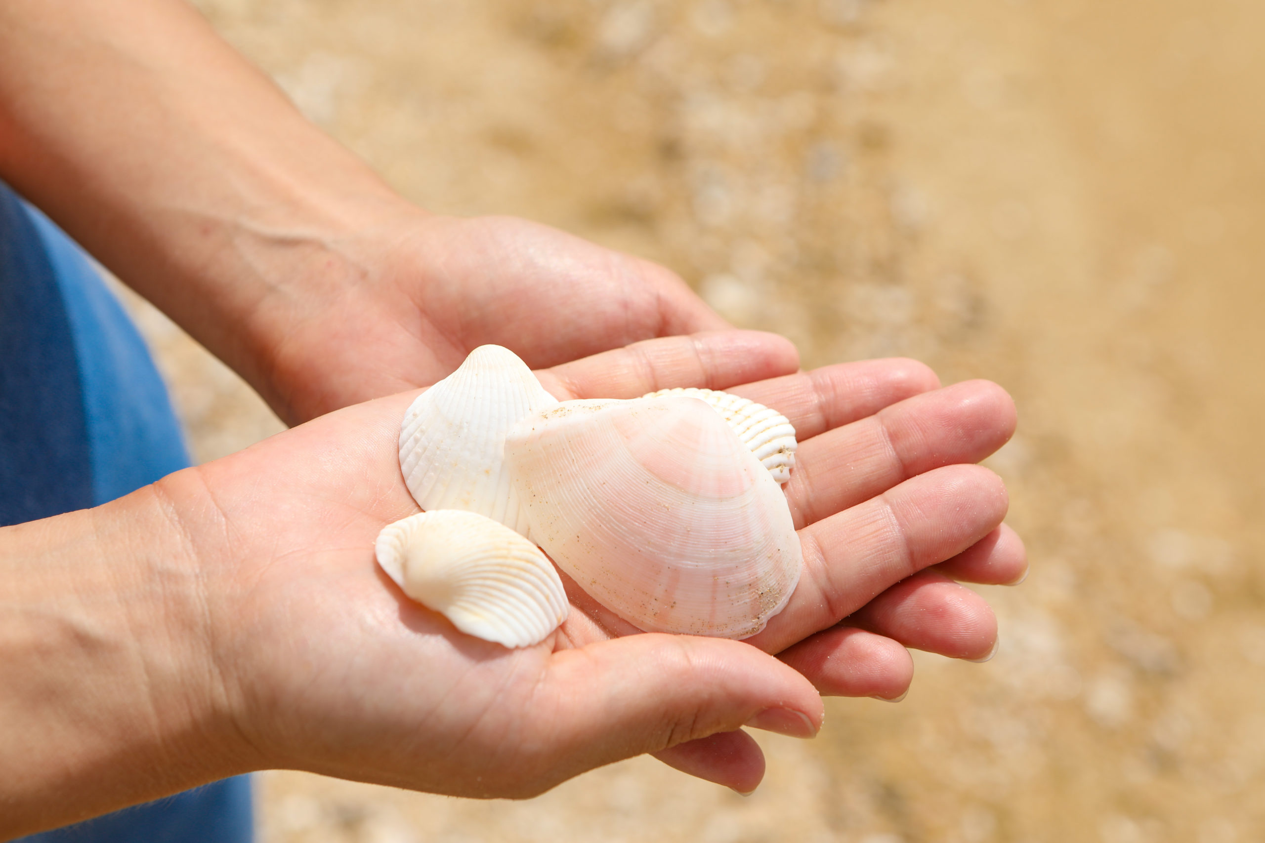 サンドダラービーチの貝殻