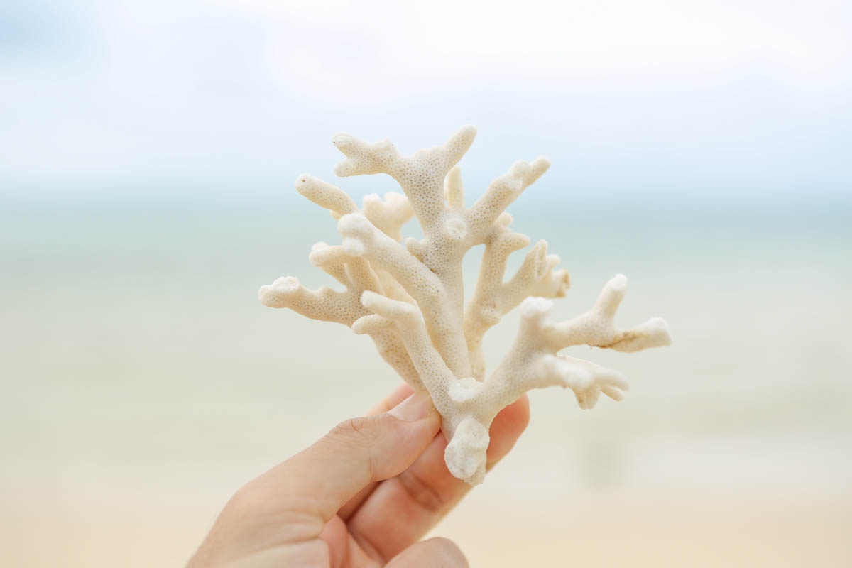 浜辺に落ちている枝サンゴ